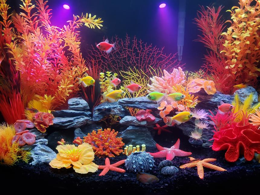 Rated #7: 36 Gallons Freshwater Fish Tank - Lava themed tank