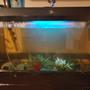 15 gallons freshwater fish tank (mostly fish and non-living decorations) - Fishy