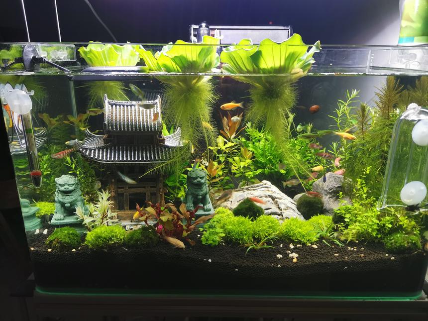 Rated #12: 10 Gallons Planted Tank - Temple with Chinese Lion