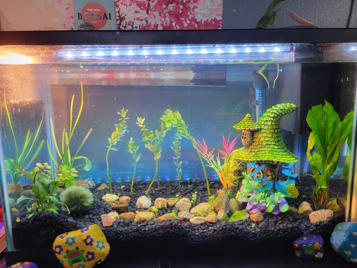 freshwater fish stocking in 10 gallons tank - Tank as of now gonna get a black background