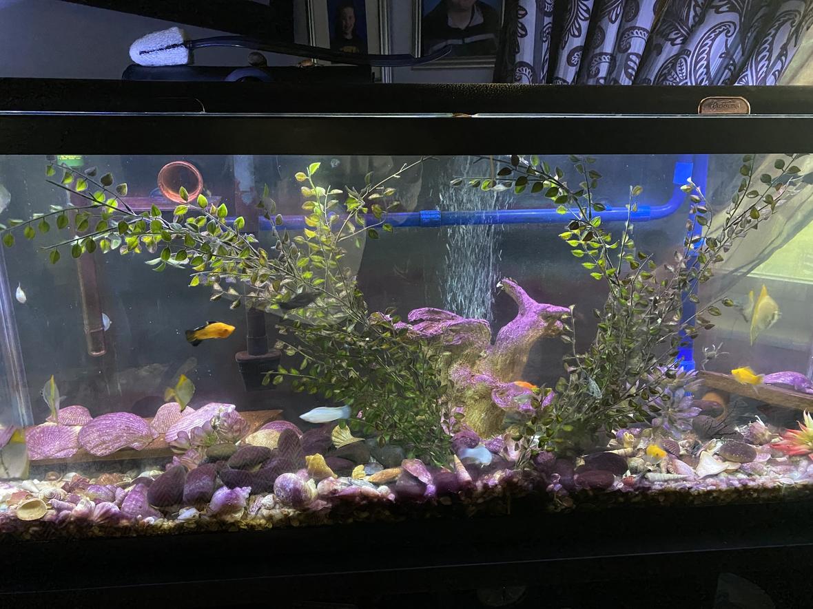 80 gallons freshwater fish tank (mostly fish and non-living decorations) - Addition pic of tank