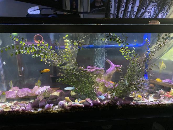 80 gallons freshwater fish tank (mostly fish and non-living decorations) - Addition pic of tank