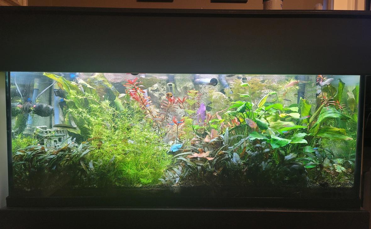 75 gallons planted tank (mostly live plants and fish) - My tank