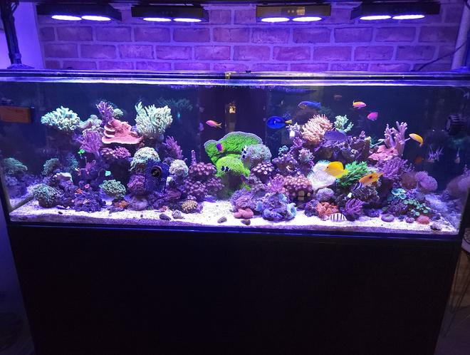 180 gallons reef tank (mostly live coral and fish) - 180g