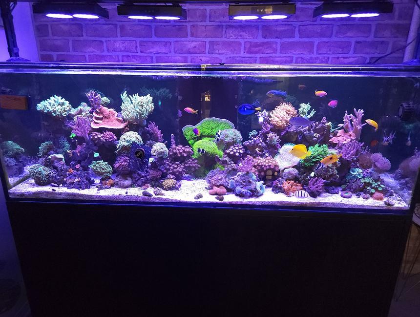 Rated #51: 180 Gallons Reef Tank - 180g