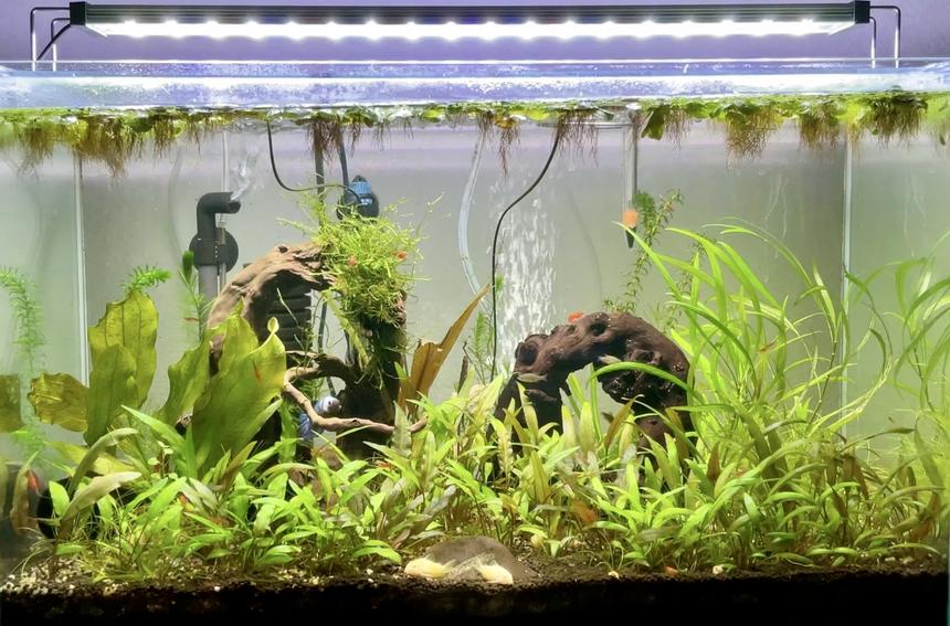 Rated #31: 17 Gallons Planted Tank - Simon & the Cosmics