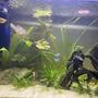 20 gallons planted tank (mostly live plants and fish) - Hi