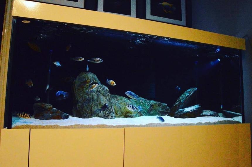 Rated #4: 125 Gallons Freshwater Fish Tank - My 125g African cichlid tank with self built cabinet and hood.