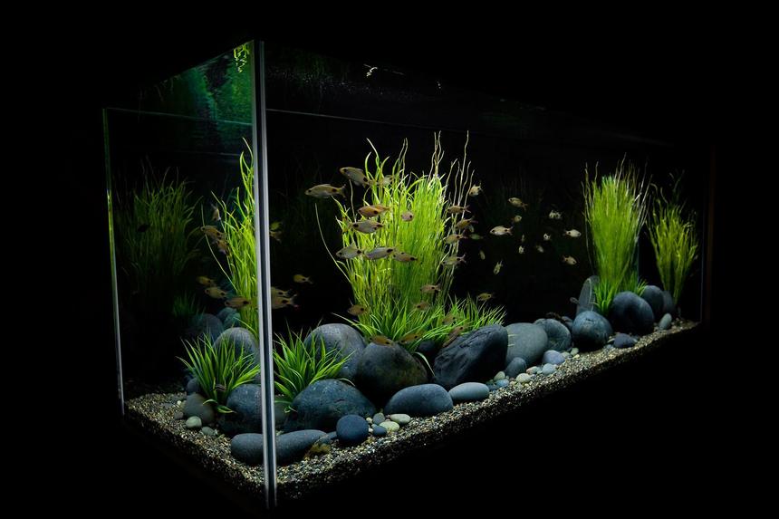Rated #2: 10 Gallons Freshwater Fish Tank - Freshwater Tank has non-living decorations
