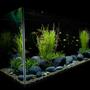 10 gallons freshwater fish tank (mostly fish and non-living decorations) - Freshwater Tank has non-living decorations