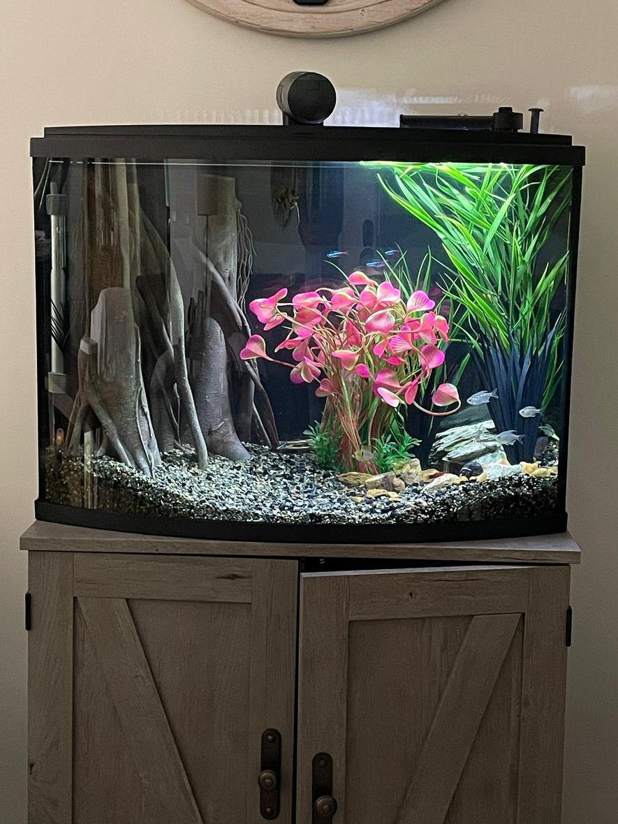 36 gallons freshwater fish tank (mostly fish and non-living decorations) - 36 gal tank
