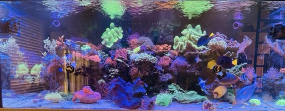 200 gallons reef tank (mostly live coral and fish) - Approximately a year old. I combined two small tanks 90 gallons and 54 gallons into one. The outcome has been phenomenal the fish fish has a larger room to roam around. It has given me lots pleasure moment when i come from work and see my beautiful tank from a hard day at work. Enjoy!