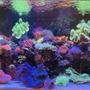 200 gallons reef tank (mostly live coral and fish) - Approximately a year old. I combined two small tanks 90 gallons and 54 gallons into one. The outcome has been phenomenal the fish fish has a larger room to roam around. It has given me lots pleasure moment when i come from work and see my beautiful tank from a hard day at work. Enjoy!