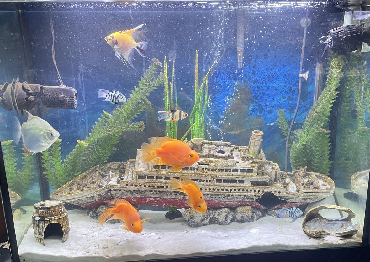 37 gallons freshwater fish tank (mostly fish and non-living decorations) - Thunder38`s sunken ship tank!