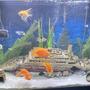 37 gallons freshwater fish tank (mostly fish and non-living decorations) - Thunder38`s sunken ship tank!