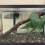 20 gallons freshwater fish tank (mostly fish and non-living decorations) - Here you go