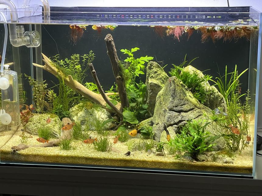 Rated #610: 20 Gallons Planted Tank - 20g freshwater planted tank