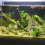 20 gallons planted tank (mostly live plants and fish) - 20g freshwater planted tank