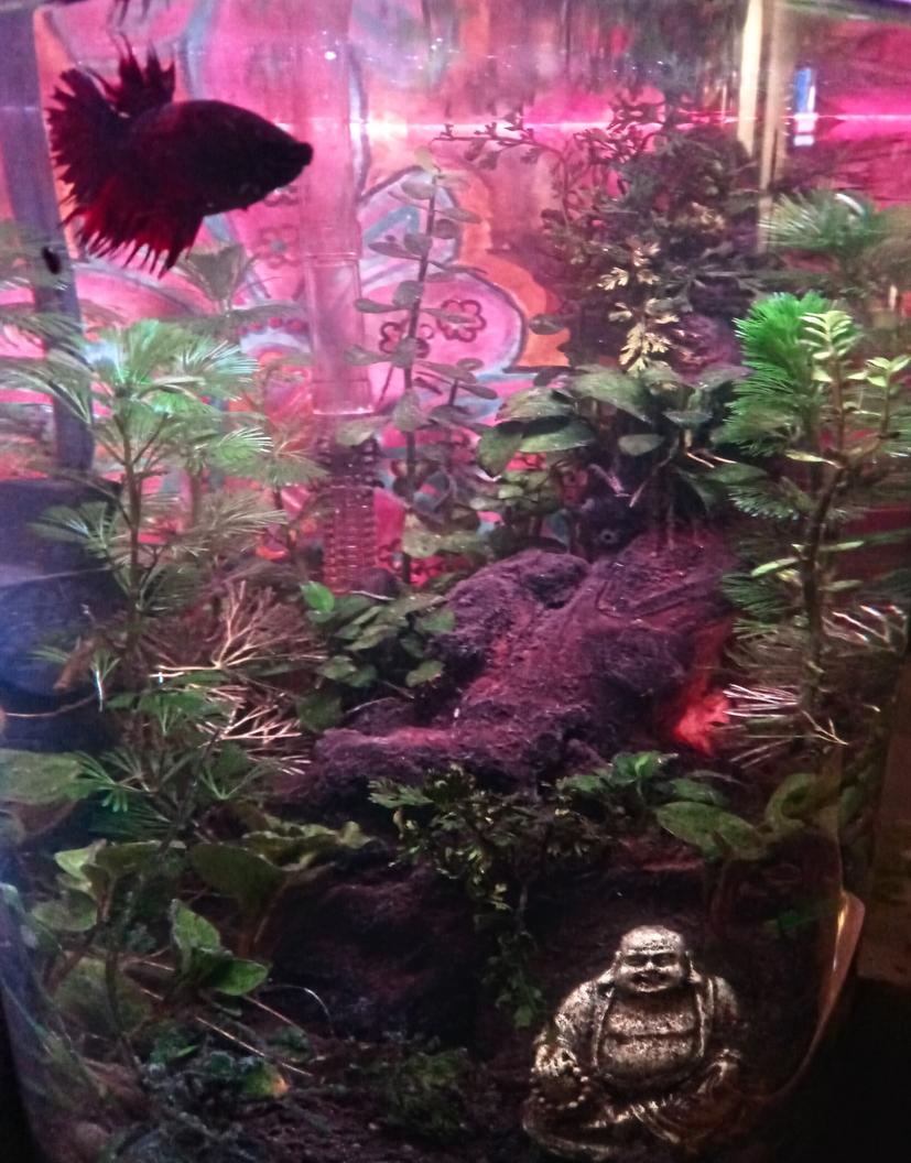 Rated #41: 5 Gallons Planted Tank - Overall tank