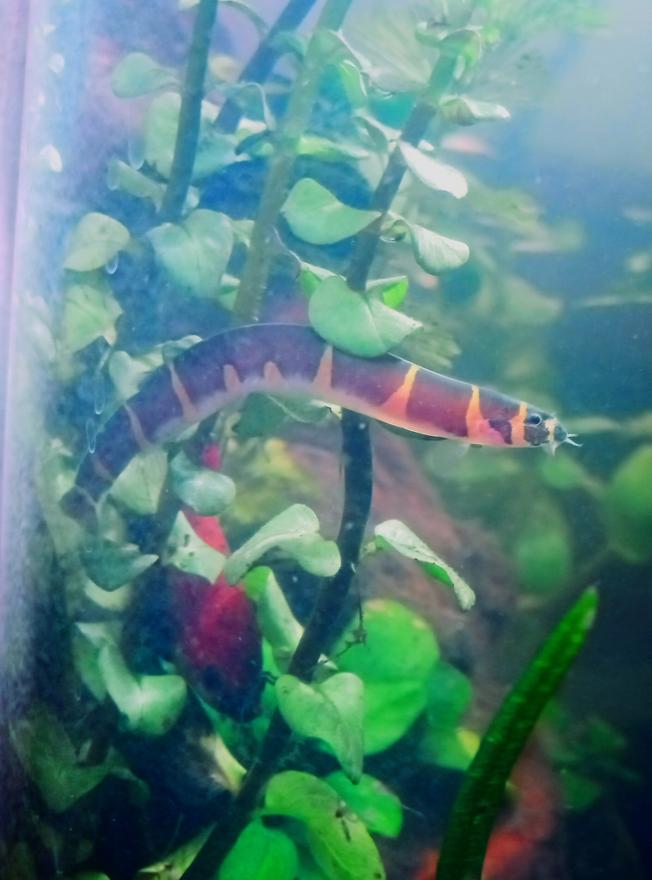 freshwater fish stocking in 5 gallons tank - Playing hide and seek! They really do this, no agression!
