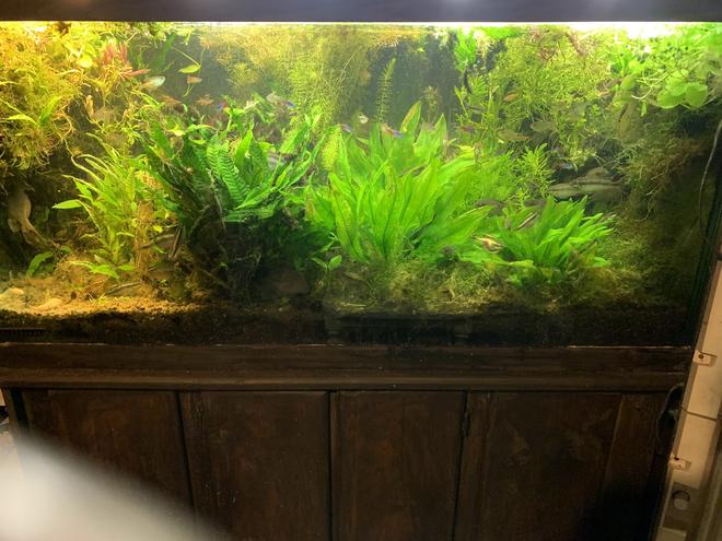 90 gallons planted tank (mostly live plants and fish) - Ken`s Planted Window of Heaven