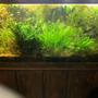 90 gallons planted tank (mostly live plants and fish) - Ken`s Planted Window of Heaven