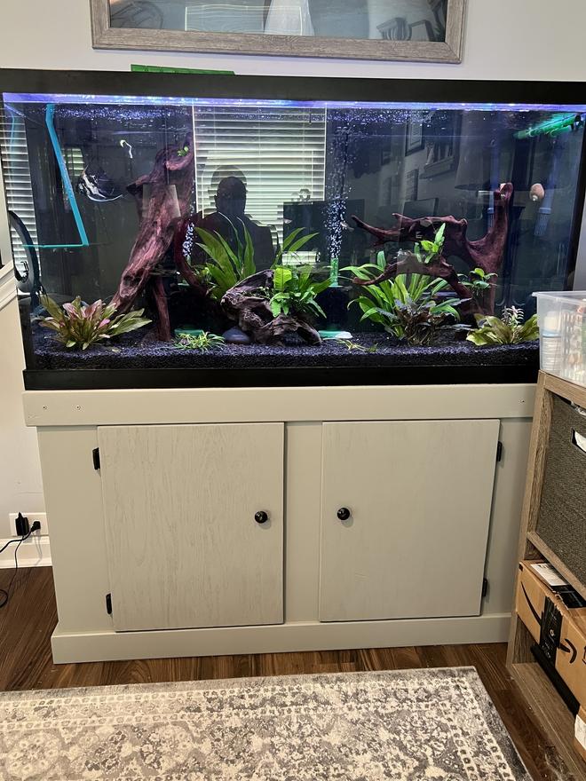 90 gallons planted tank (mostly live plants and fish) - 90 Gallon