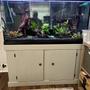 90 gallons planted tank (mostly live plants and fish) - 90 Gallon