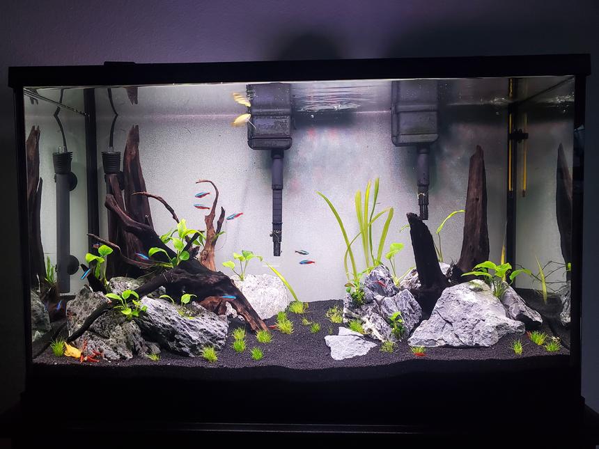 Rated #20: 29 Gallons Planted Tank - Newly Rescaped 29 Gallon