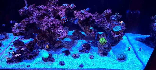 75 gallons reef tank (mostly live coral and fish) - My new reef tank!