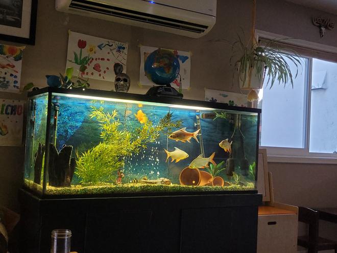 120 gallons freshwater fish tank (mostly fish and non-living decorations) - Niece tank