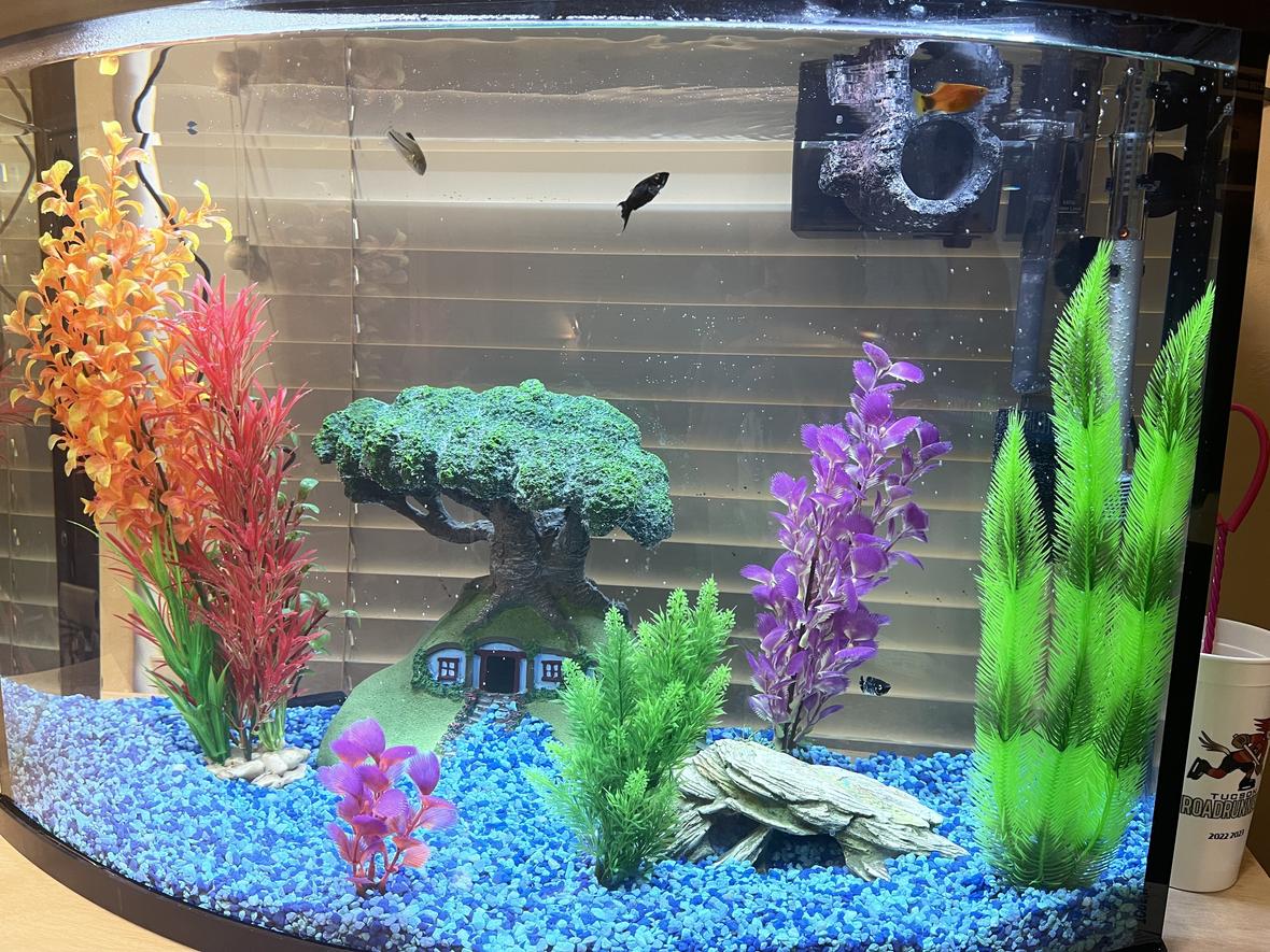 36 gallons freshwater fish tank (mostly fish and non-living decorations) - New tank and accessories, I'm still learning!