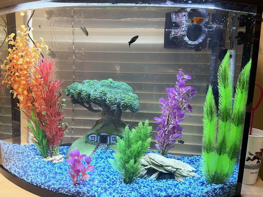 Rated #9: 36 Gallons Freshwater Fish Tank - New tank and accessories, I'm still learning!
