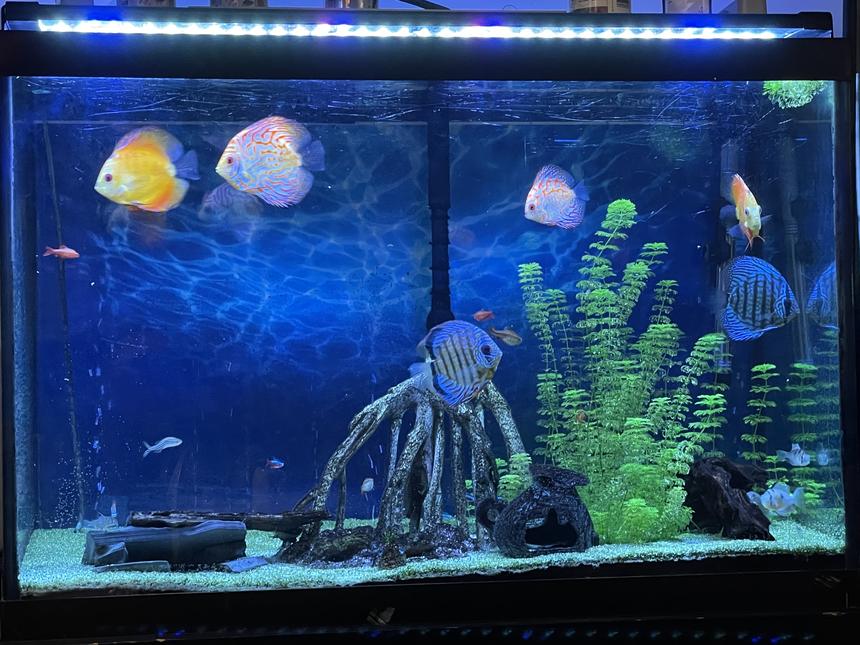 Rated #23: 66 Gallons Planted Tank - Love the hobby