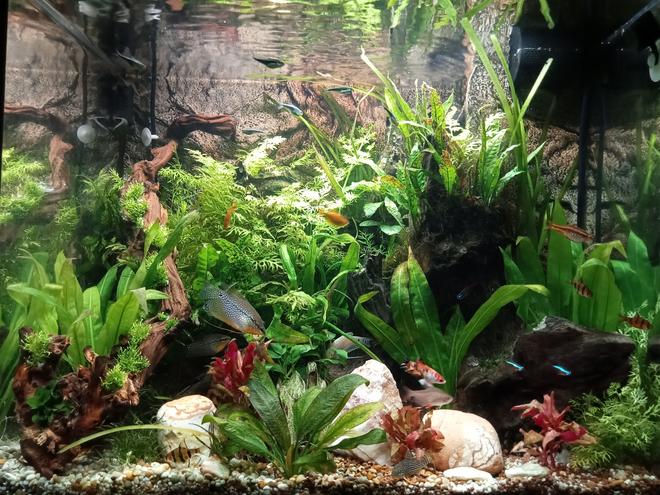 26 gallons planted tank (mostly live plants and fish) - 2 years established