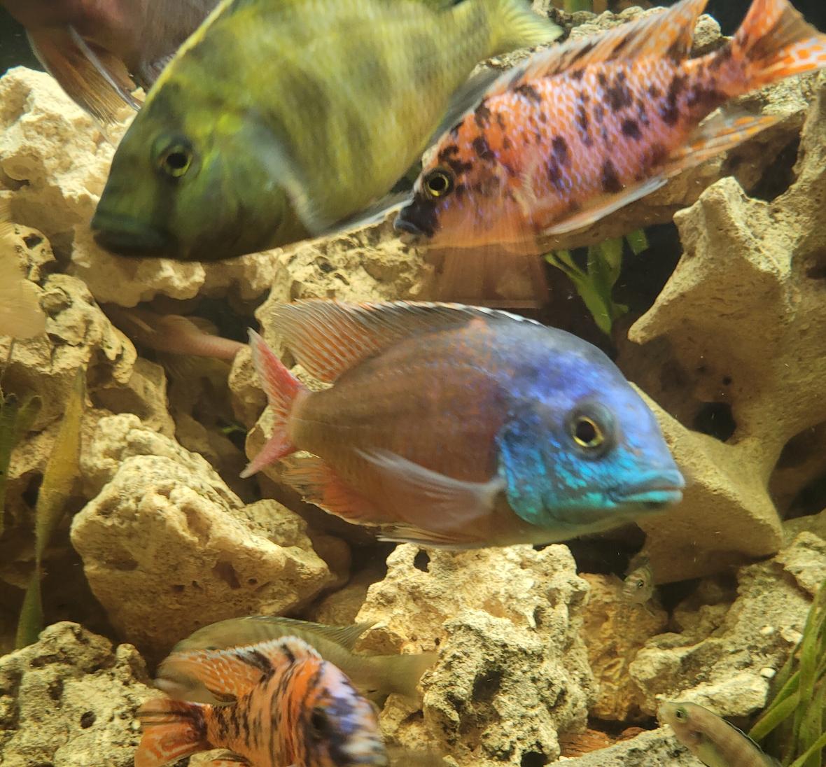 fish tank picture - fish4