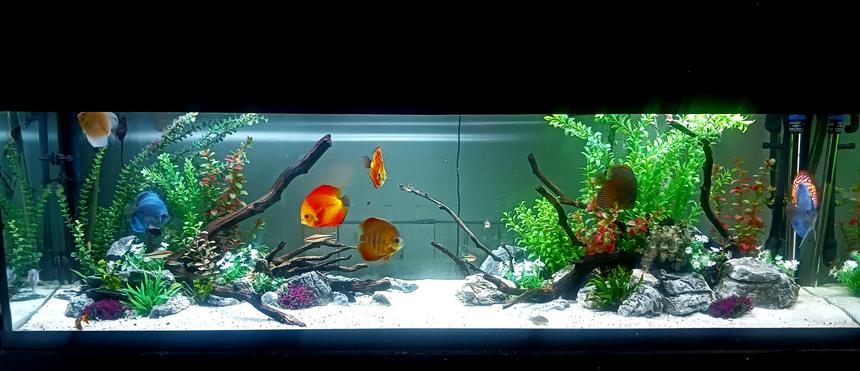 Rated #1: Freshwater Fish Stocking In 125 Gallons Tank - My Happy Place!