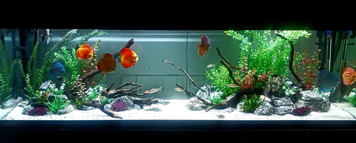 125 gallons freshwater fish tank (mostly fish and non-living decorations) - Looking fishy