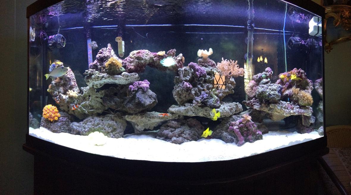 150 gallons saltwater fish tank (mostly fish, little/no live coral) - The good life