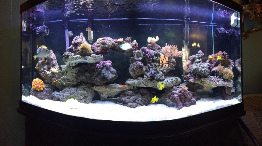 Rated #1: 150 Gallons Saltwater Fish Tank - The good life