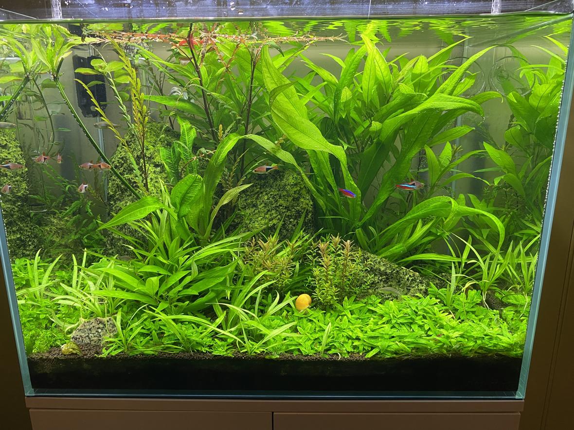 60 gallons planted tank (mostly live plants and fish) - 1 yr progress. Needs a trim