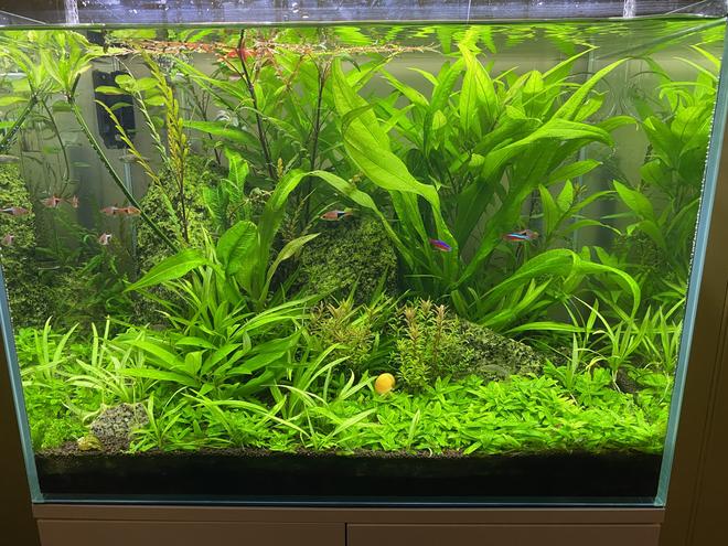 60 gallons planted tank (mostly live plants and fish) - 1 yr progress. Needs a trim