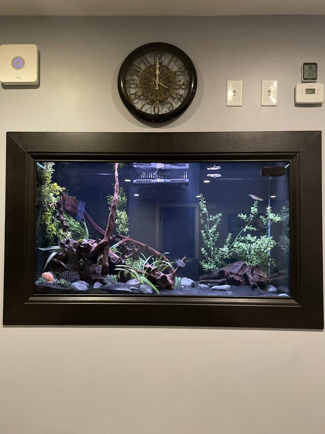 135 gallons freshwater fish tank (mostly fish and non-living decorations) - 135 gallon In-Wall Central/South American cichlids
