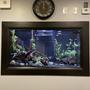 135 gallons freshwater fish tank (mostly fish and non-living decorations) - 135 gallon In-Wall Central/South American cichlids
