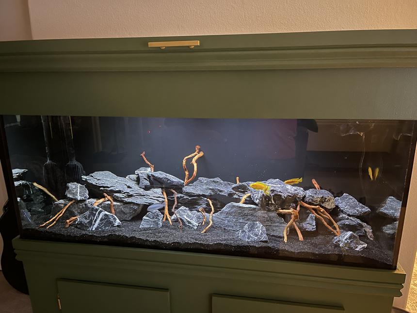 Rated #4: Freshwater Fish Stocking In 75 Gallons Tank - 75 Gallon Cichlid