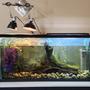 60 gallons freshwater fish tank (mostly fish and non-living decorations) - Diamondback Tank