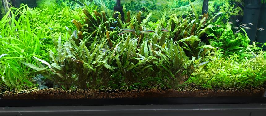 Rated #3: 55 Gallons Planted Tank - My 55 Gallon Planted Aquarium 2-24-23