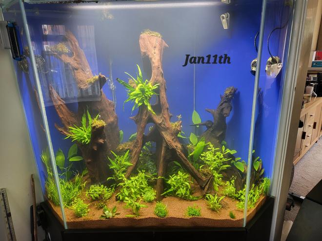 100 gallons planted tank (mostly live plants and fish) - First day
