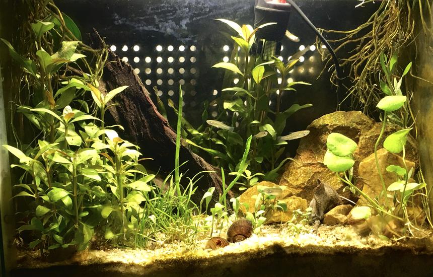 Rated #11: 10 Gallons Planted Tank - Full view