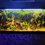120 gallons planted tank (mostly live plants and fish) - 1st big tank, going for a realistic river bed setup. Only about 2 months in so still making changes and adjustments.